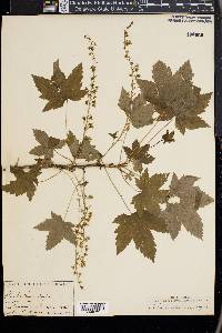 Ribes bracteosum image