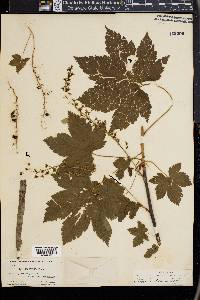 Ribes bracteosum image