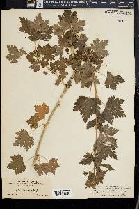 Ribes divaricatum image