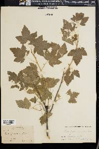 Ribes floridum image