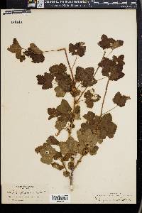 Image of Ribes glaucescens