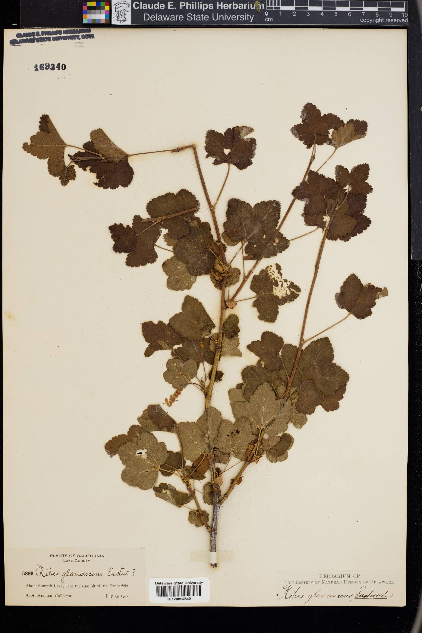 Ribes glaucescens image