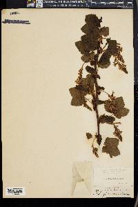 Ribes glutinosum image