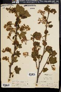 Ribes glutinosum image