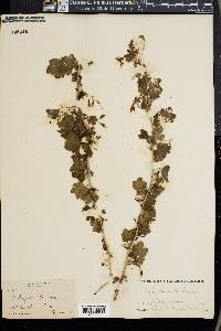 Ribes gracile image