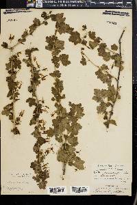 Ribes gracile image