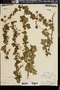 Ribes gracile image
