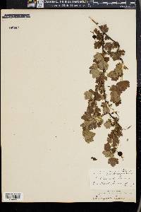 Ribes gracile image