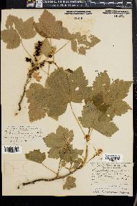 Ribes hudsonianum image