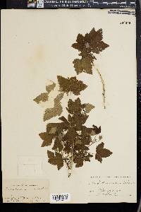 Ribes hudsonianum image