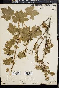 Ribes lacustre image