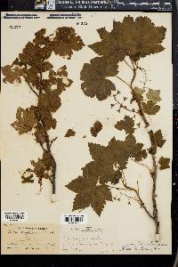 Ribes laxiflorum image