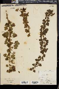 Ribes lobbii image
