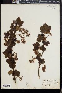 Ribes sanguineum image