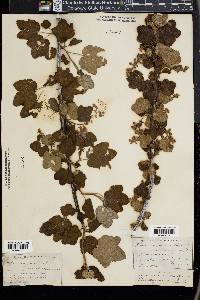 Ribes sanguineum image