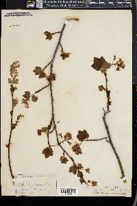 Ribes sanguineum image
