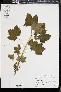 Ribes rubrum image