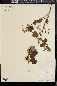 Ribes sanguineum image