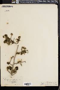 Ribes tortuosum image