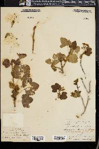 Ribes viscosissimum image