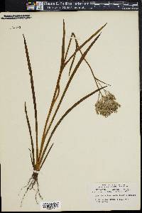 Lachnanthes caroliana image