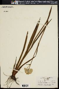 Lachnanthes caroliana image