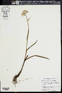 Lachnanthes caroliniana image