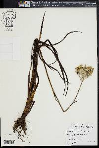 Lachnanthes caroliniana image