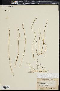 Myriophyllum tenellum image