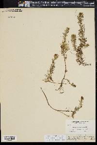 Myriophyllum humile image