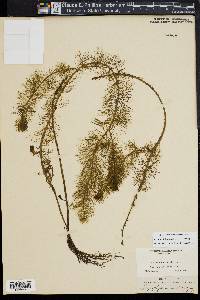 Myriophyllum verticillatum image