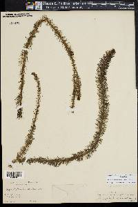 Myriophyllum pinnatum image