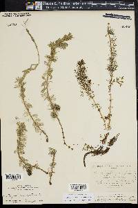 Myriophyllum sibiricum image