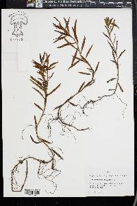 Proserpinaca palustris image