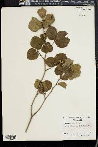 Fothergilla major image