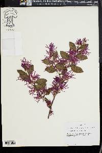 Loropetalum chinense image