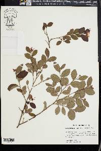 Loropetalum chinense image