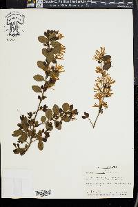 Loropetalum chinense image