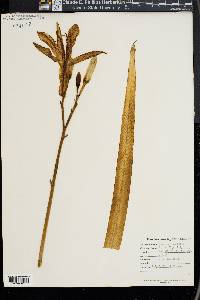 Hemerocallis fulva image