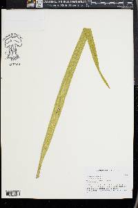Phormium tenax image