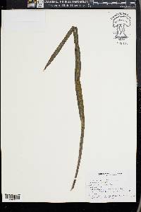 Phormium tenax image