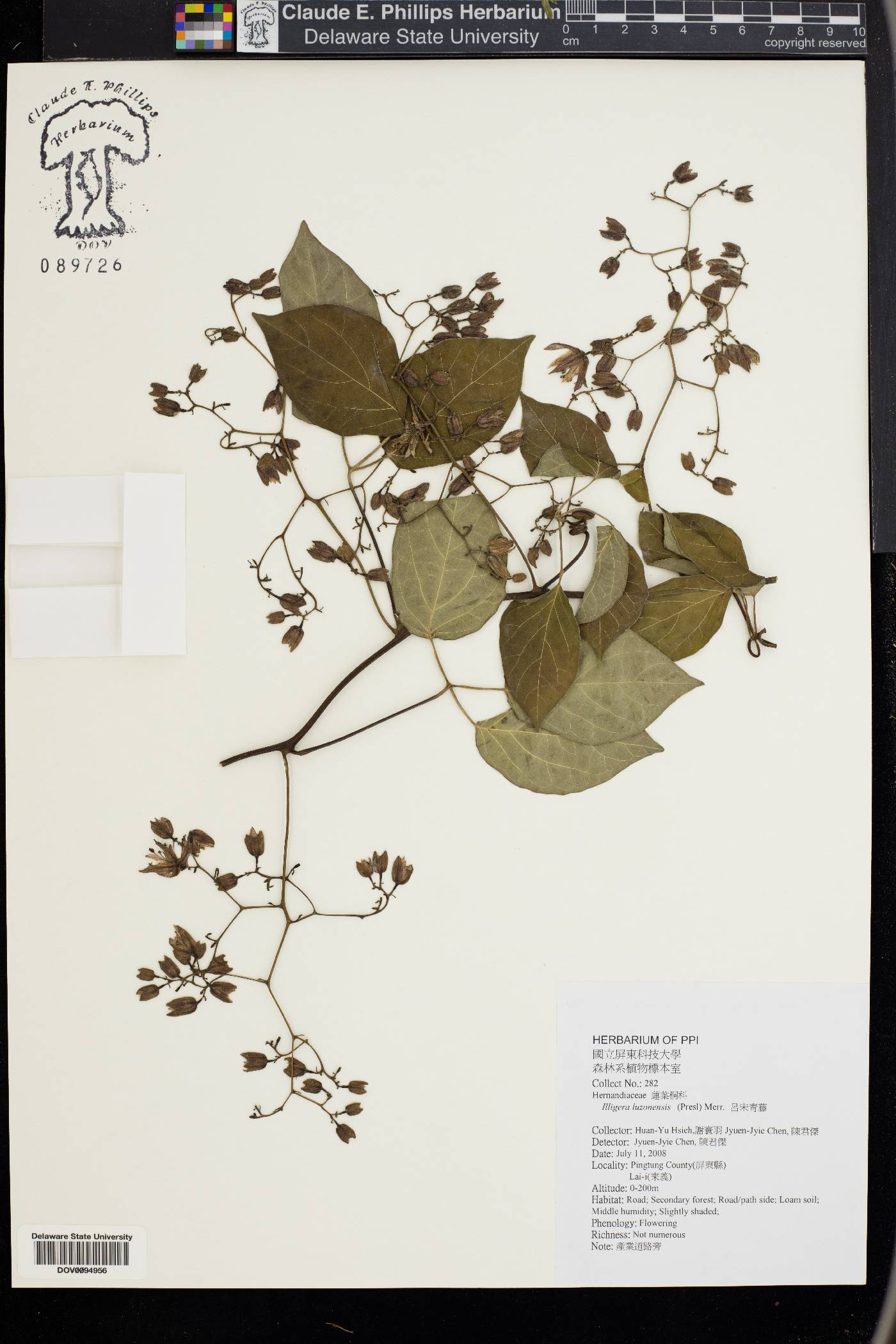Illigera luzonensis image