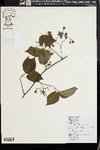 Illigera luzonensis image