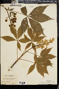 Aesculus arguta image