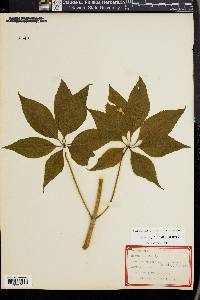 Aesculus glabra image