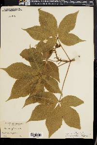 Aesculus glabra image