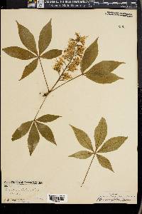 Aesculus glabra image