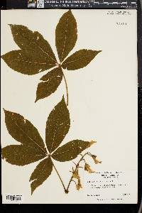 Aesculus flava image