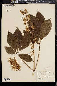 Aesculus parviflora image