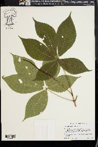 Aesculus parviflora image